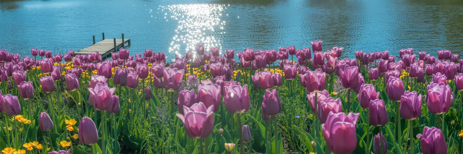 Purple flowers infront of a serene lake